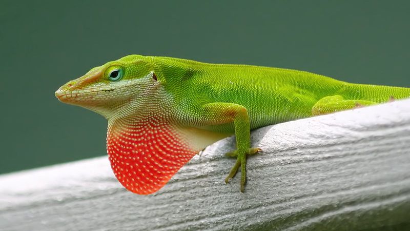 Green Anole: The Native Floridian