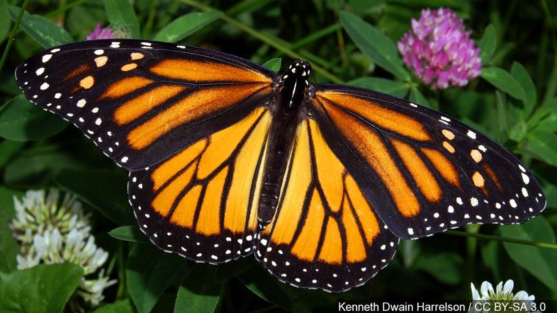 Monarch Butterfly