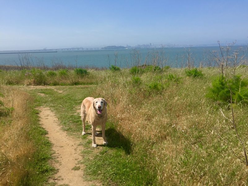 Berkeley's Intellectual Canine Culture