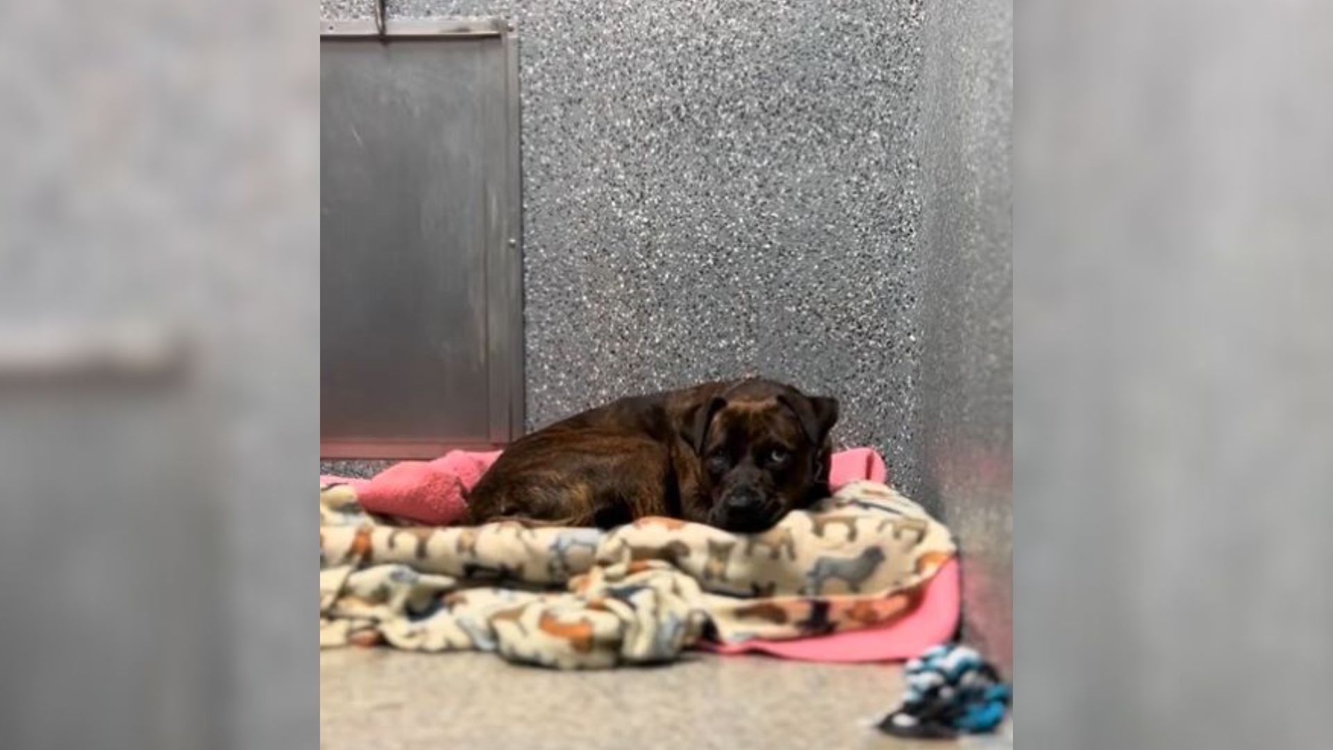 sad dog