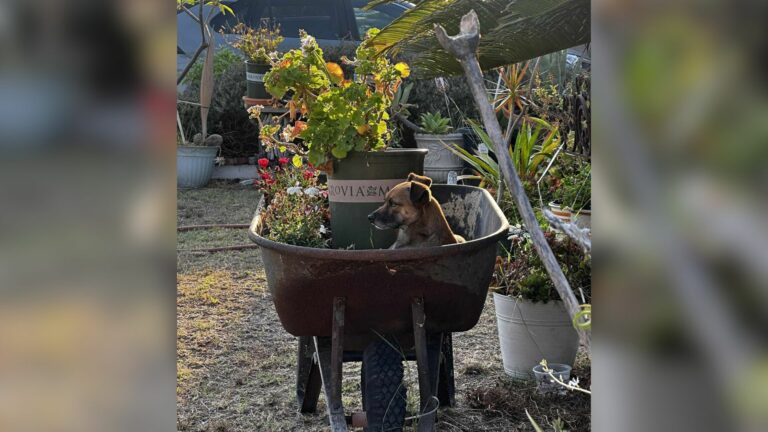 dog in wheelbarrow