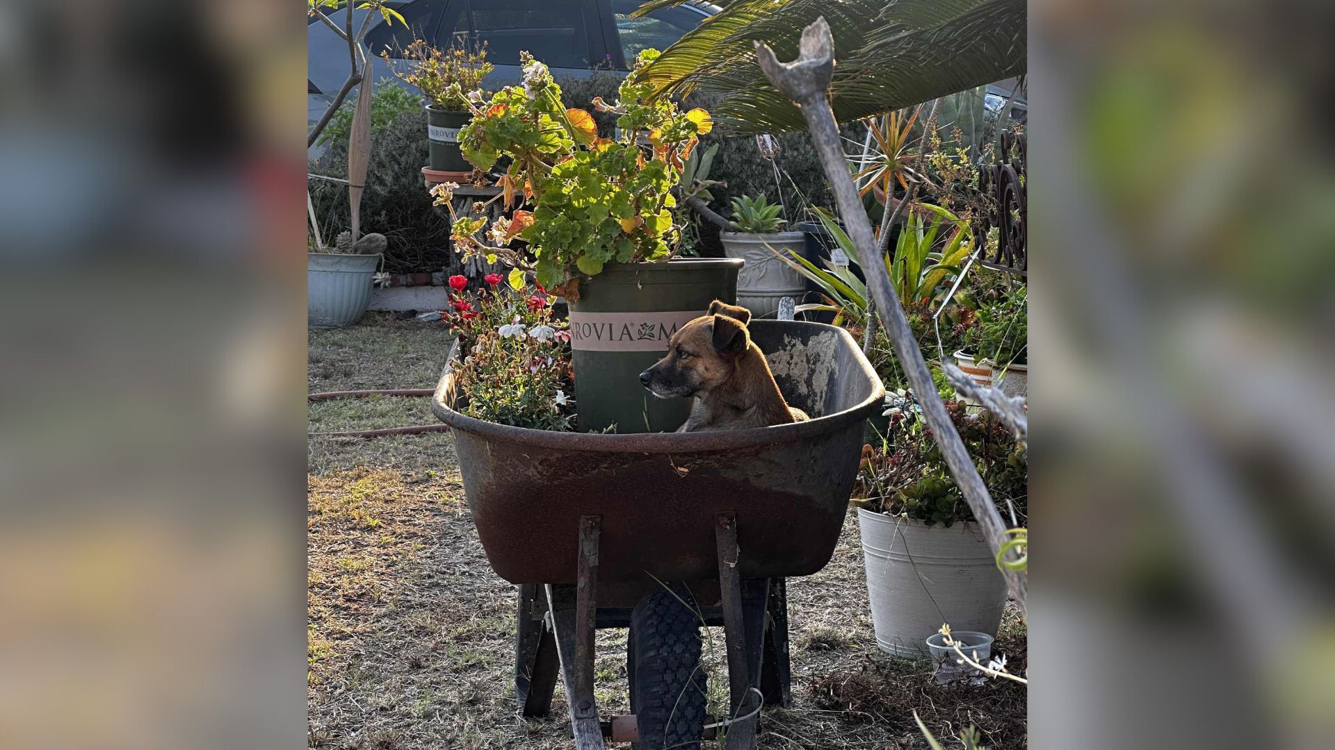 Sad California Pup Left in Wheelbarrow Waits Day After Day, Not Realizing He’s Been Abandoned