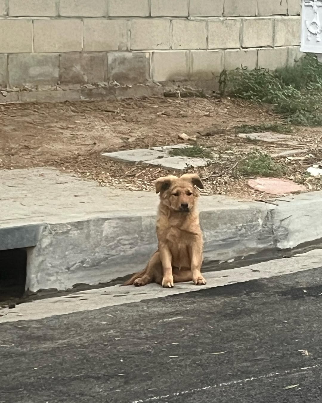 Sad dog near sewer