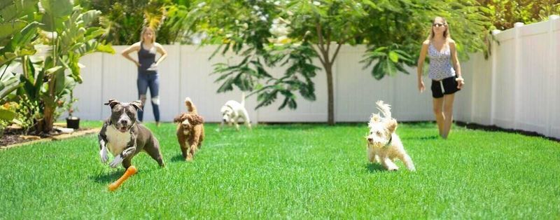 Soft And Dog-Friendly Terrain