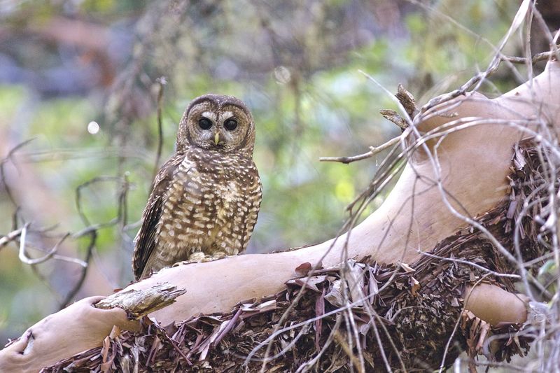 Spotted Owl