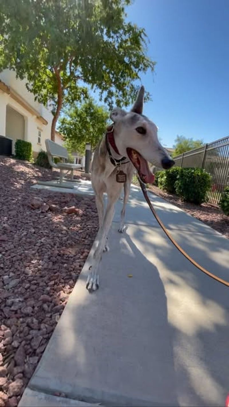 Greyhound: Speedy Couch Potato For Desert Living