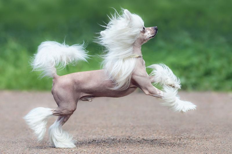 Chinese Crested