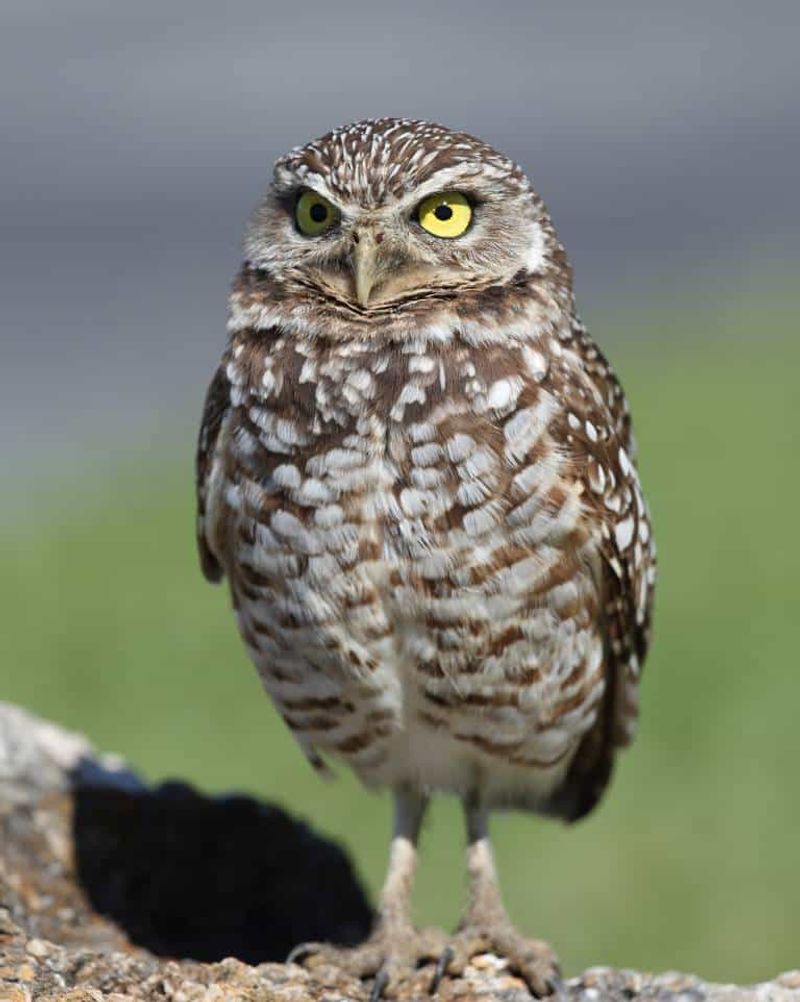 Burrowing Owl – Carrizo Plain National Monument