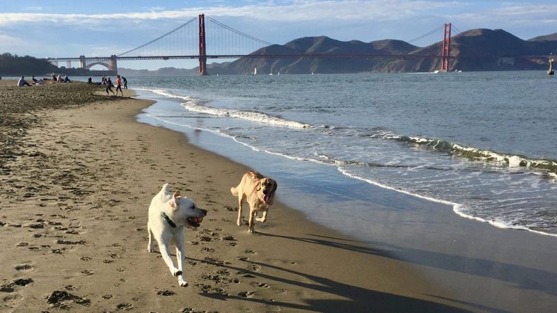 San Francisco's Off-Leash Paradise