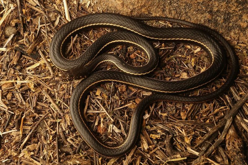 California Striped Racer: The Woodland Ribbon