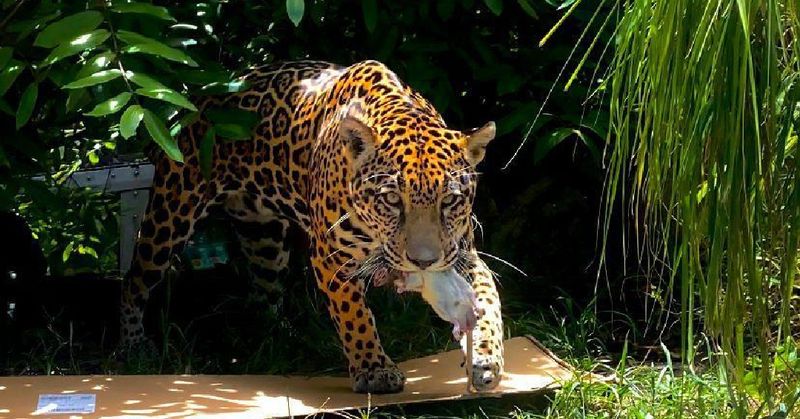Zoo Miami – Tropical Paradise for Animals and Humans
