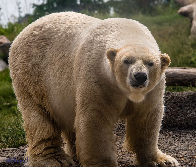 Columbus Zoo and Aquarium – Jack Hanna's Magnificent Legacy