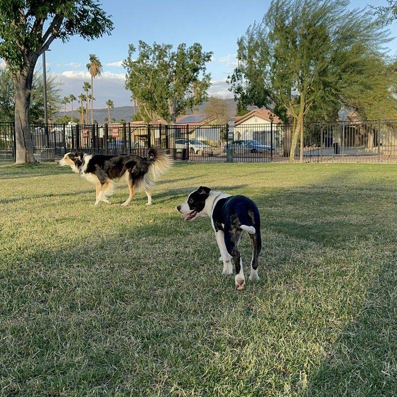 Palm Springs' Desert Oasis for Dogs
