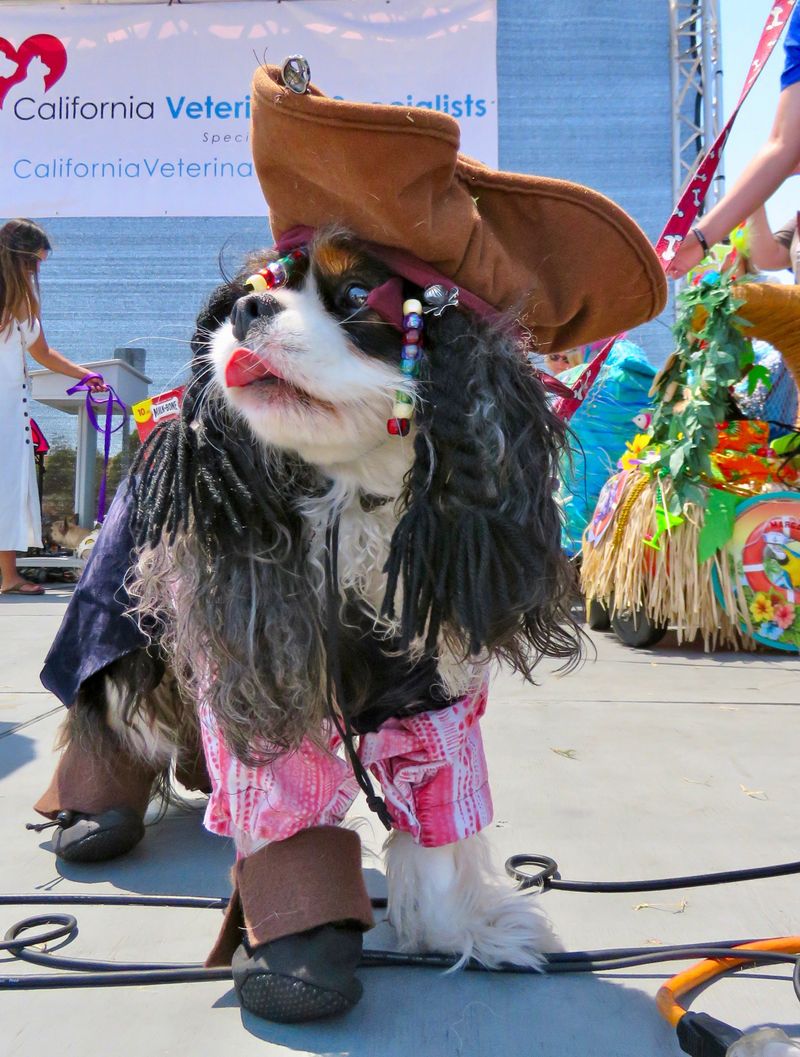 Cardiff Dog Days of Summer