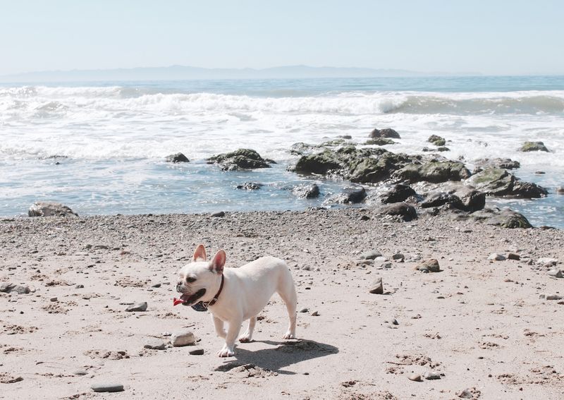 Santa Barbara's Coastal Canine Retreat