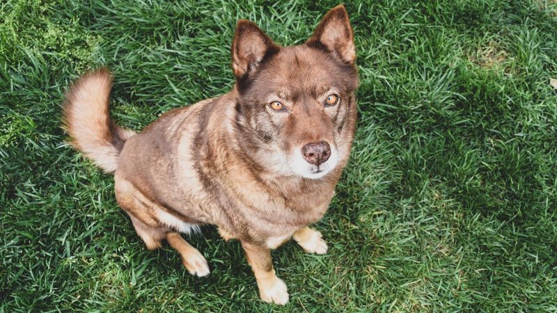 Coyotes Can Mate With Dogs
