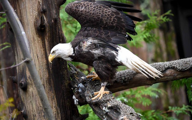 Up-Close Encounters At Northwest Trek Wildlife Park