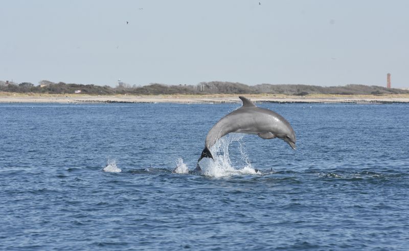Common Bottlenose Dolphin: The Harbor Acrobats