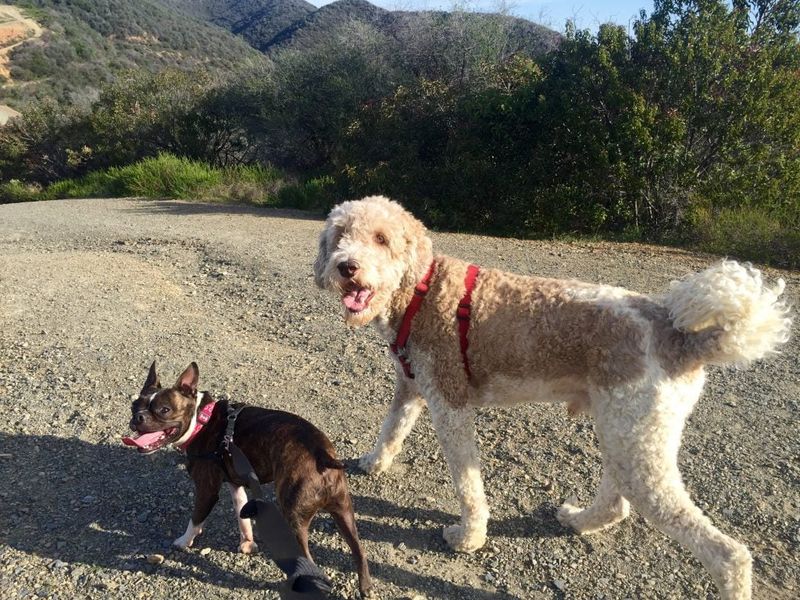 Los Angeles' Urban Dog Paradise