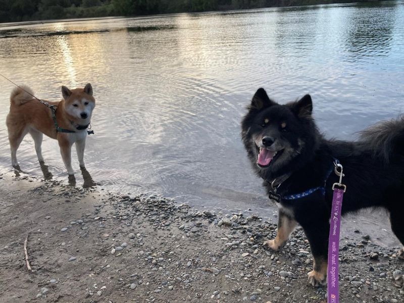Sacramento's River City Dog Adventures
