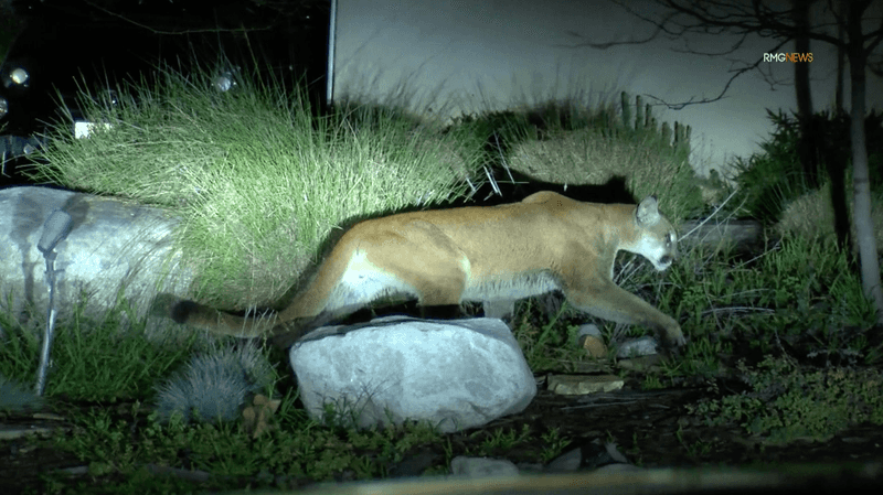 Cupertino: Silicon Valley's Feline Neighbors