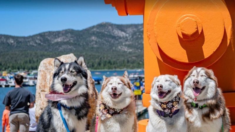 Big Bear Puptopia Festival