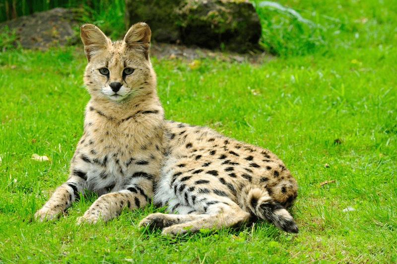 Serval: The Mini Cheetah of Your Dreams