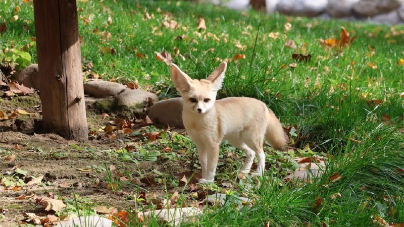 Fennec Fox