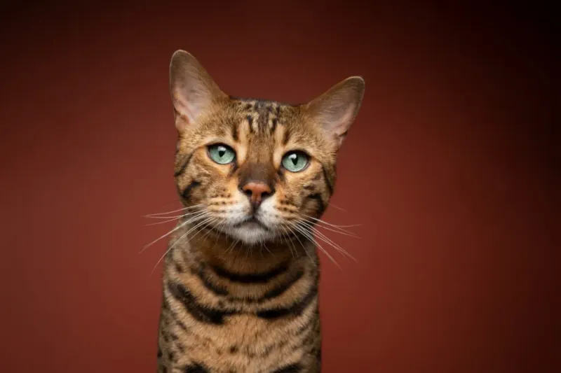 Bengal Cat