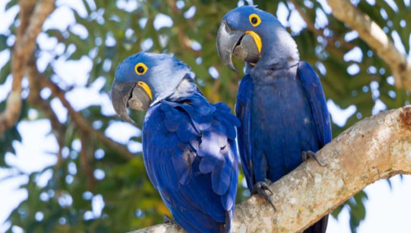 Hyacinth Macaws: Sapphire Giants Of The Bird World