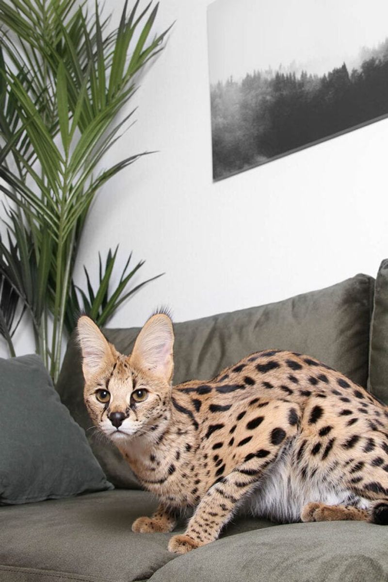 Ashera: The Designer Cat with Designer Premiums