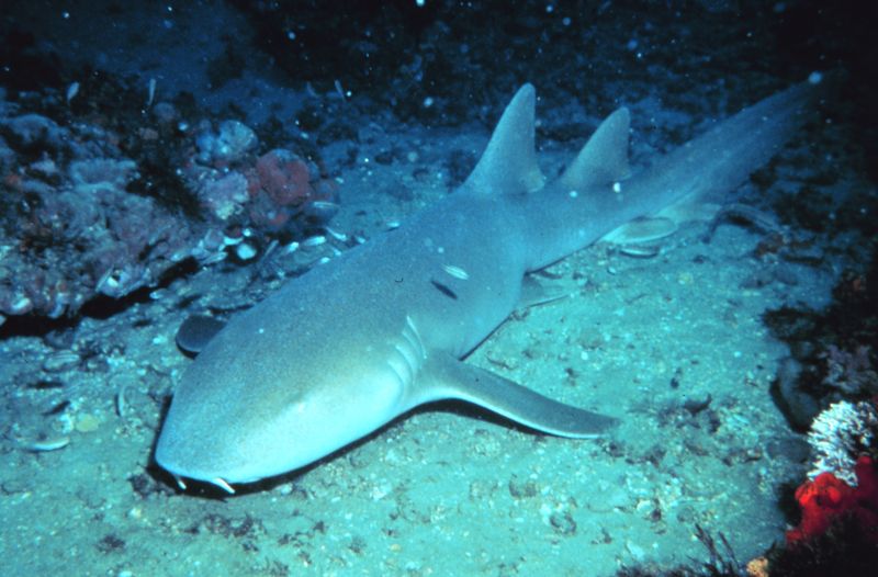 Nurse Shark: The Lazy Lounger