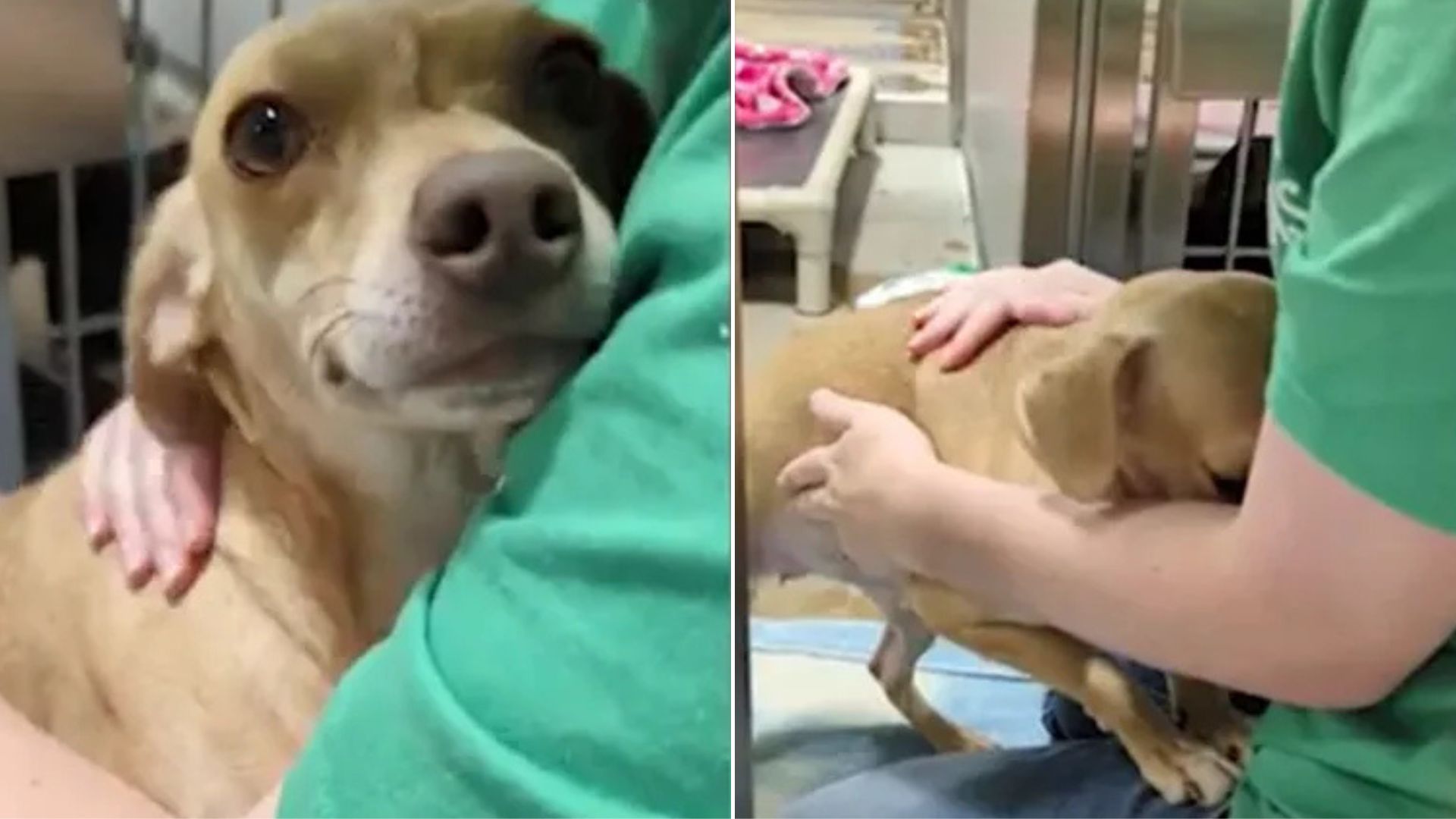 Scared Chihuahua Saved From Hoarding Case In Texas Finds Comfort In Volunteer’s Arms
