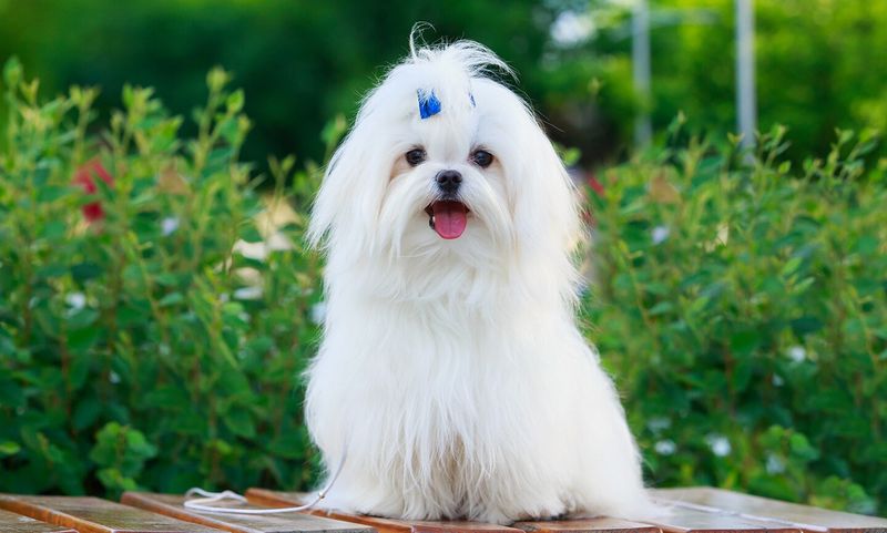 Maltese: Tiny Dogs, Tiny Allergen Footprint