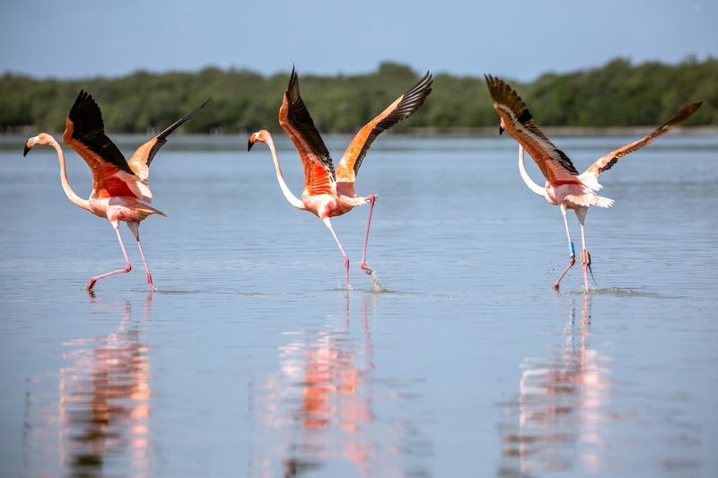 A Glimmer of Hope for U.S. Flamingos