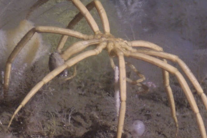 A Sea Spider Like No Other