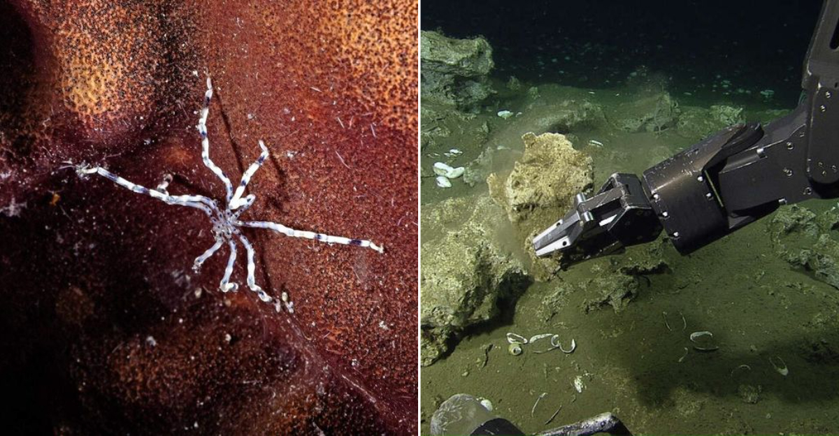 Scientists Discover Methane-Eating Sea Spider Species Near California