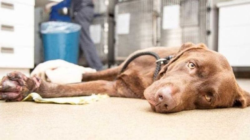Animal Cruelty Has Teeth in Arizona Law