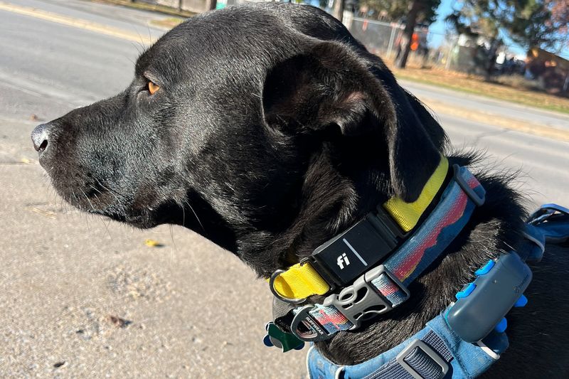 ID Your Canine Companion