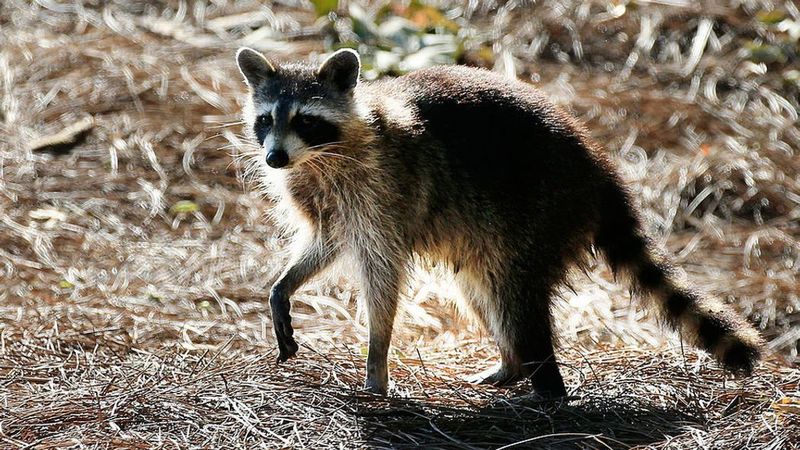 Raccoon: The Rabies Risk