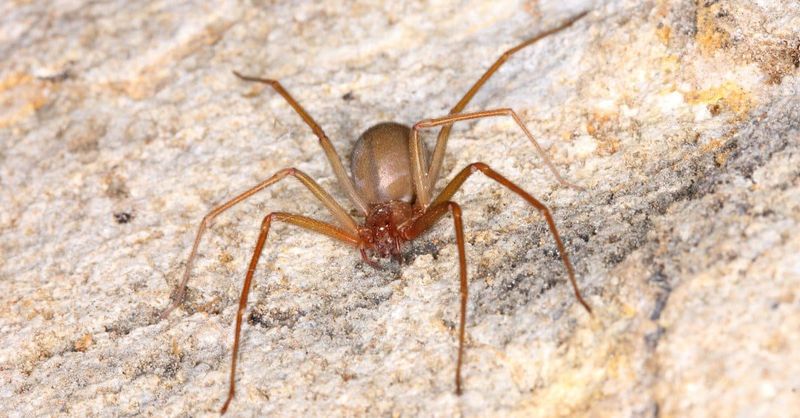 Brown Recluse Spiders