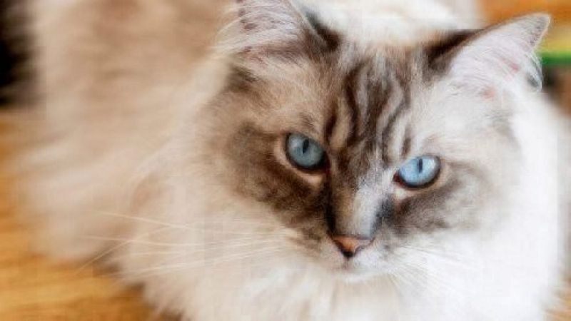 Ragdoll: Floppy Friends with Firm Premiums