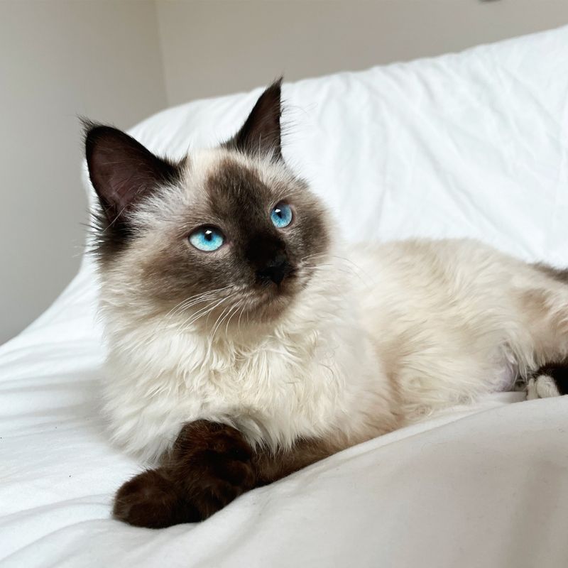 Ragdoll: The Gentle Giant For City Living