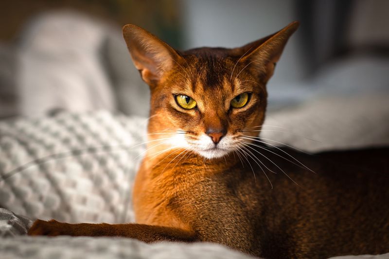Abyssinian: The Adventurous Allies