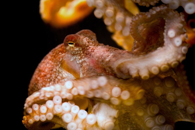 Octopuses – Monterey Bay, San Luis Obispo