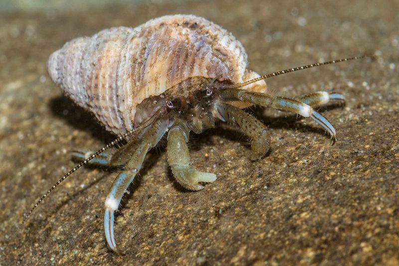 Hermit Crabs – Morro Bay, Pismo Beach