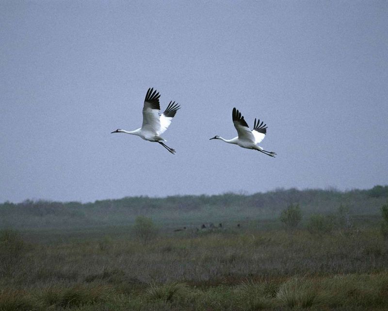 Whooping Crane: Tallest American Bird Rises Again