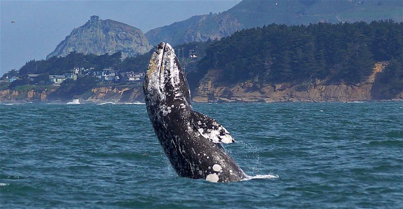 Gray Whale: The Epic Voyager