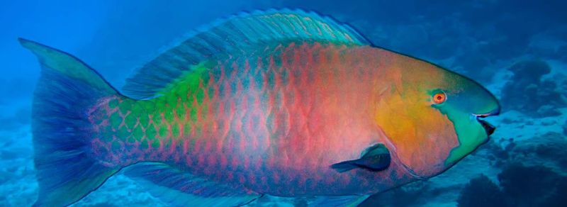Rainbow Parrotfish: Technicolor Reef Architects