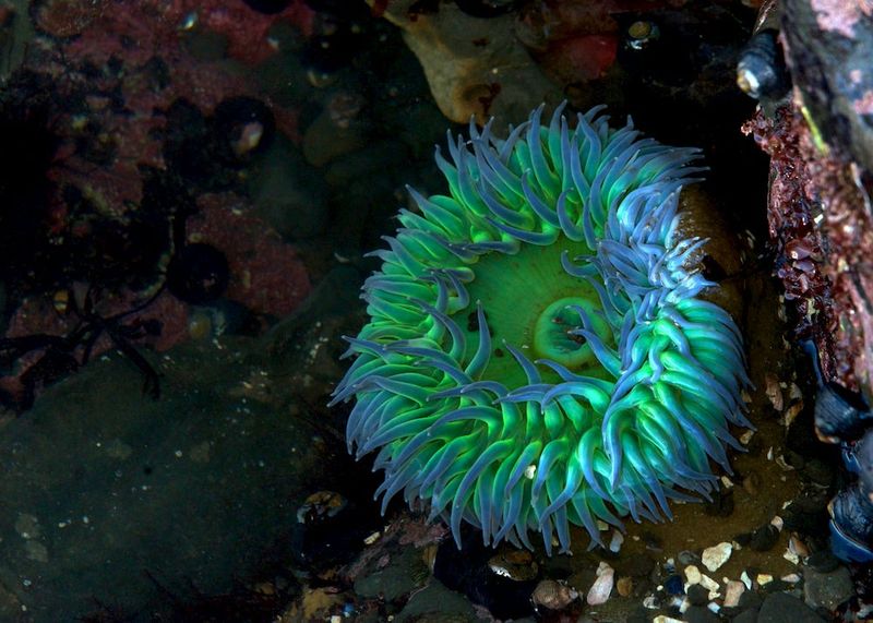 Anemones – San Simeon State Park, Gaviota State Beach